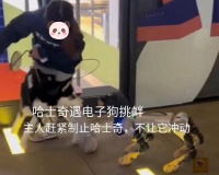 哈士奇路遇电子狗挑衅，想要应战被主人拼命拉住：这个咱赔不起