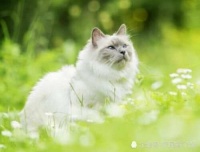 猫咪和狗狗身上跳蚤烦透顶，教你3个灭蚤绝招，这样做百试百灵