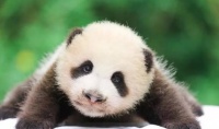 前方高能，有一大波萌萌哒的熊猫来袭！