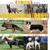 兴义市附近卖狗狗的宠物店