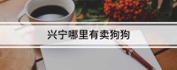兴宁哪里有卖狗狗