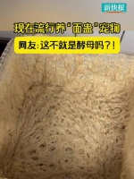 现在流行养面蛊宠物网友：这不就是酵母吗？