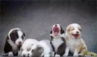 新手养犬注意事项
