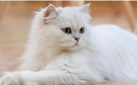 新手养猫注意事项攻略