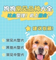 新手养狗必看！阿拉斯加犬的完美饲养指南（不同时期的喂养注意事项，让你成为专业的阿拉斯加犬主人）