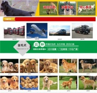 九江附近宠物店在哪里博美什么价格萌宠养殖全国发货