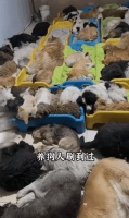 流浪狗救助还是演戏?博主追问细节被秒踢,实则是带货的悲情剧本