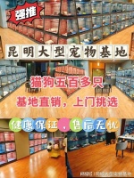 昆明目前哪里有狗市猫市？这里还提供实体店挑选宠物的贴心服务！