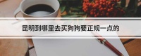 昆明到哪里去买狗狗要正规一点的