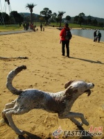上海宠物犬凭票入公园引争议 回应称为游客负责