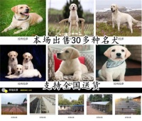 北海附近宠物店在哪里博美什么价格齐包健康
