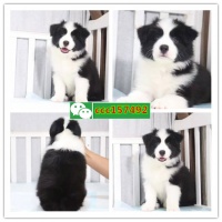 北海宠物店，出售各种名犬名猫（宠物中心）