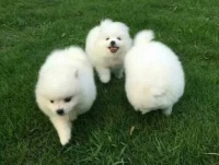 上饶附近宠物店在哪里博美什么价格齐包健康,小体博美犬