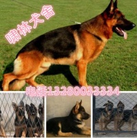 上饶养狗场联系电话15668133334