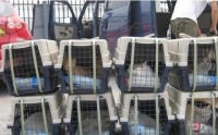宠物铁路托运的具体手续和注意事项