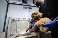 多位“宠物乘客”体验“高铁之旅”，托运箱内部是这样的