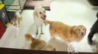 就地过年返乡少 宠物寄养或遇冷