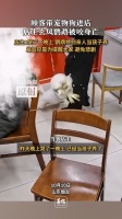 鹦鹉被顾客狗咬死,店主哭了一晚上!宠物“闯祸”,主人要“背锅”吗?