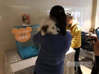 宠物领养日 为流浪动物寻找温暖的家