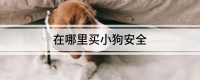 在哪里买小狗安全