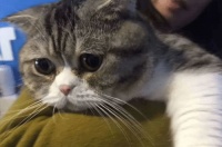 宿舍怎么养宠物猫