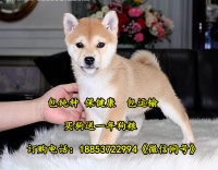 汉中市宠物市场