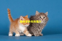 泰迪宠物狗狗图片