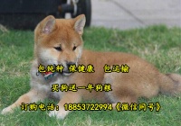 玉林市宠物市场