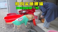 狗狗买鱼给猫吃，到鱼店买鱼还会挑新鲜鱼，死鱼小鱼都不要