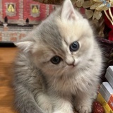 新手养小猫需要做哪些准备，养猫必看