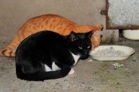 养流浪猫，须知喂食、健康与护理