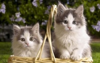 猫咪会员，享受特权？你确定不了解一下？