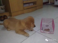 犬常用的驱虫药有哪些？怎样选用？ 狗狗驱虫药什么牌子便宜又好用？