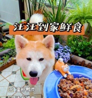 狗狗运动后多久可以吃饭?(正确的饮食时间对狗狗健康至关重要!)