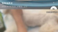 太残忍！宠物医院发视频为狗做消声术引争议 负责人回应
