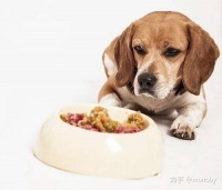 “胡萝卜食谱，狗狗爱吃的健康美食！”