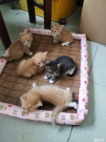 太原迎泽郝庄宠物赠送/领养电话
