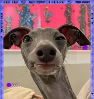 格力犬的五大优点，带给您无尽的欢乐与陪伴（忠诚、友善、聪明、适应力强、易于训练的宠物选择）