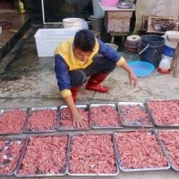 蛇类养殖阿勇的个人主页