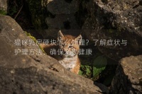 猫咪乳房硬块怎么处理?了解症状与护理方法,确保宠物健康