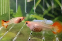 孔雀鱼生产一次多久生完(一般生几个小时)