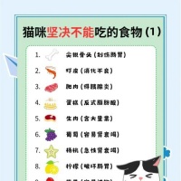 猫舍繁育时应选择哪种猫粮？如何确保营养充足？