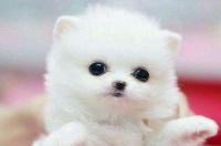 茶杯犬喂养，宠物养护小贴士。