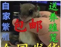 如何正确饲养四川毛尾睡鼠？（宠物爱好者必看！四川毛尾睡鼠养殖指南）