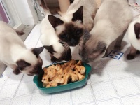 宠物小骨头饼干