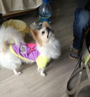 博美和蝴蝶犬——两种小型犬的比较（探究宠物犬的性格、外貌和护理需求）