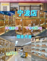 宁波哪里有英短蓝金猫出售?宁波这里上门挑选英短蓝金猫,新手推荐!