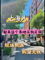 上海哪里有英短蓝金猫出售?上海这里上门挑选英短蓝金猫,新手推荐!