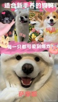 辽宁大连哪里卖宠物狗的多