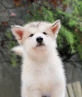 阿拉斯加雪橇犬的饮食指南(宠物犬的健康生活从饮食开始)